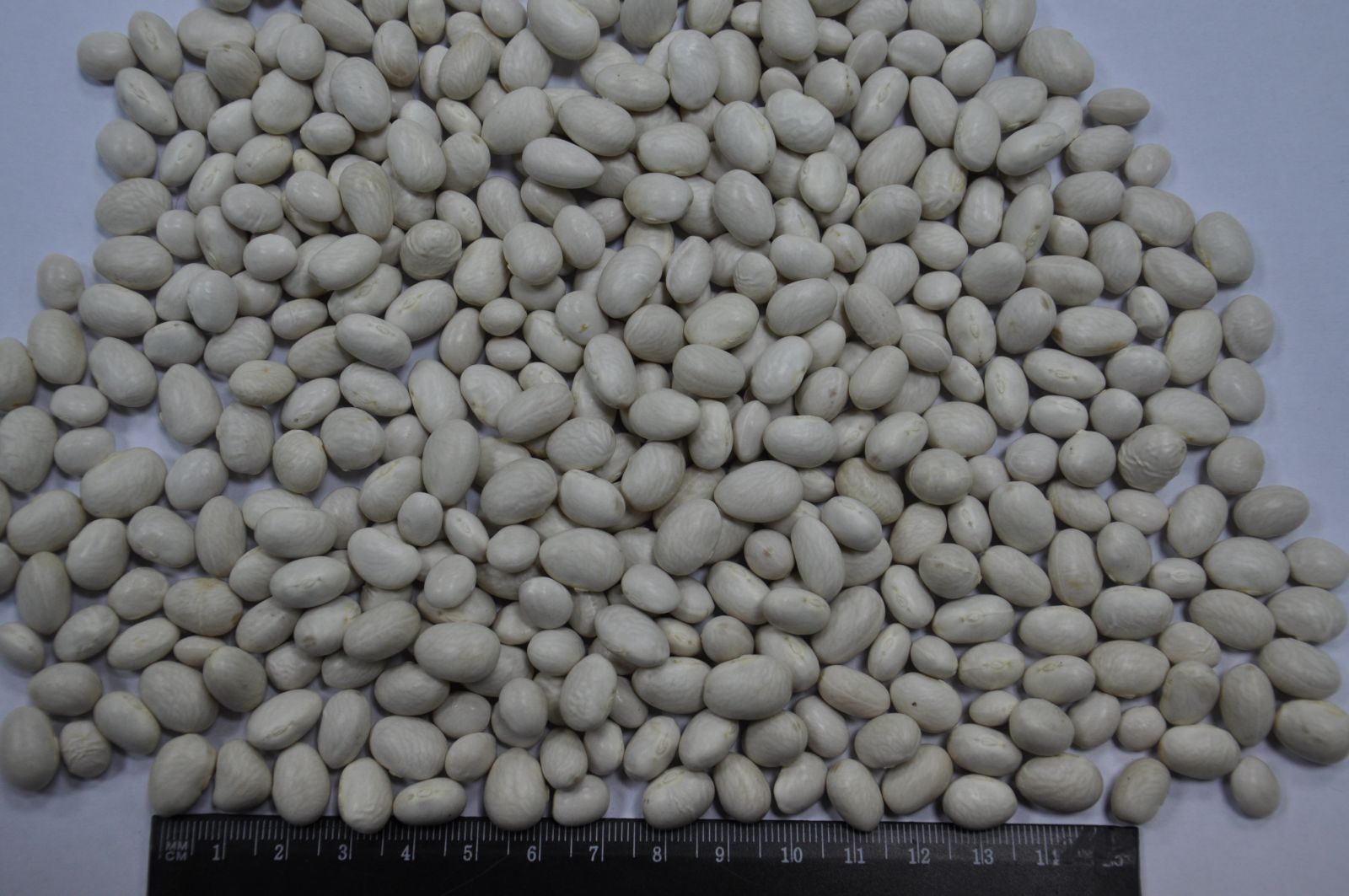 Round white bean